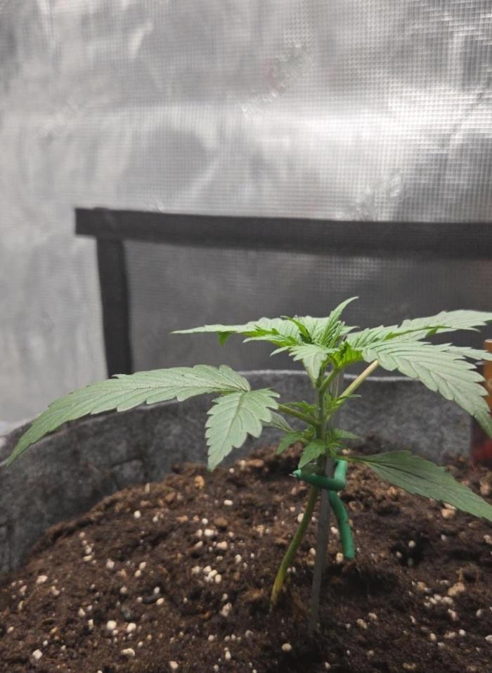 Total organic. Week 3 - Transplanted into final container actually still looking a little leggy