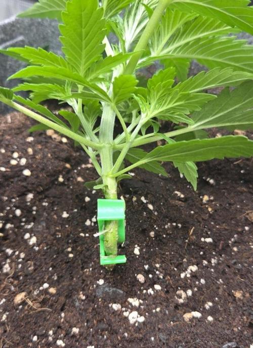 Total organic. Week 4