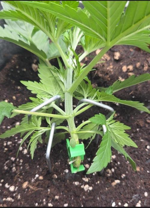 Total organic. Week 4