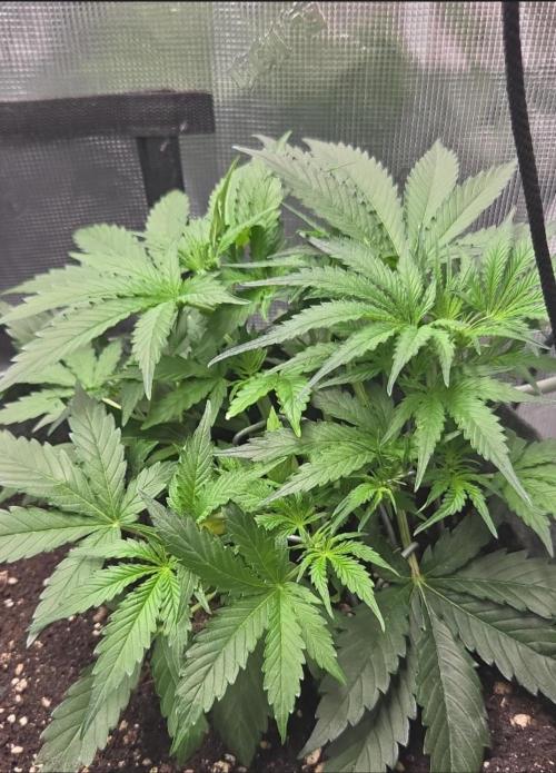 Total organic. Week 5