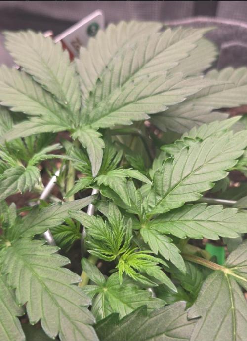 Total organic. Week 5