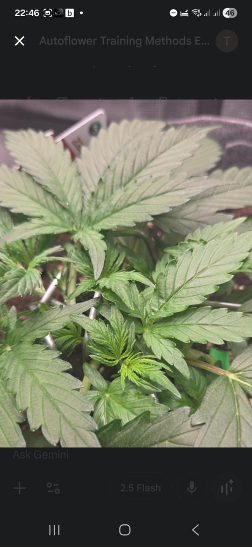 Total organic. Week 5