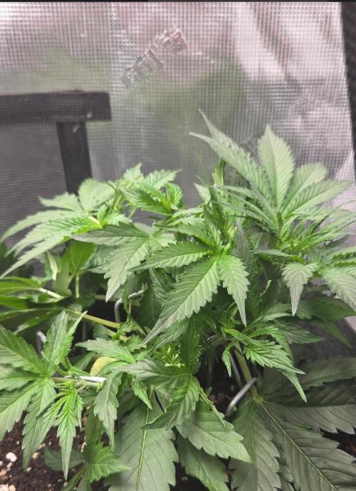 Total organic. Week 5