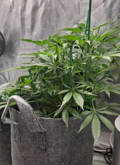 Total organic. Week 6