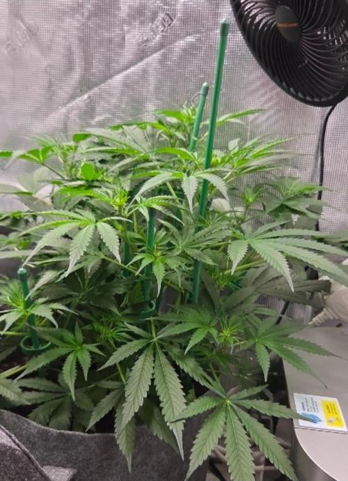 Total organic. Week 6