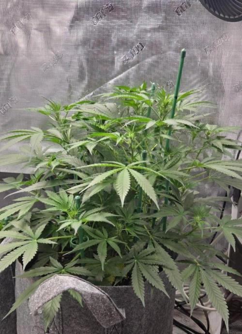 Total organic. Week 6