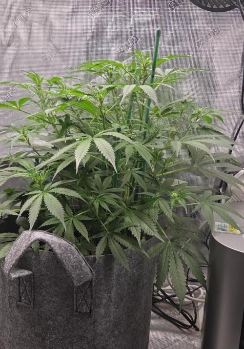 Total organic. Week 6