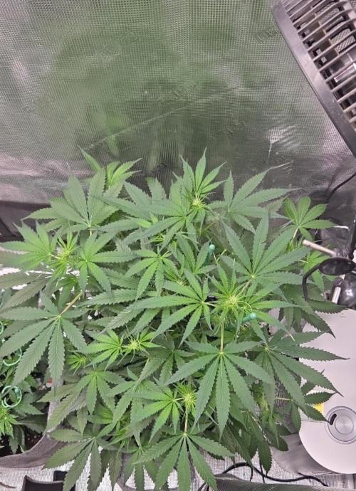 Total organic. Week 6