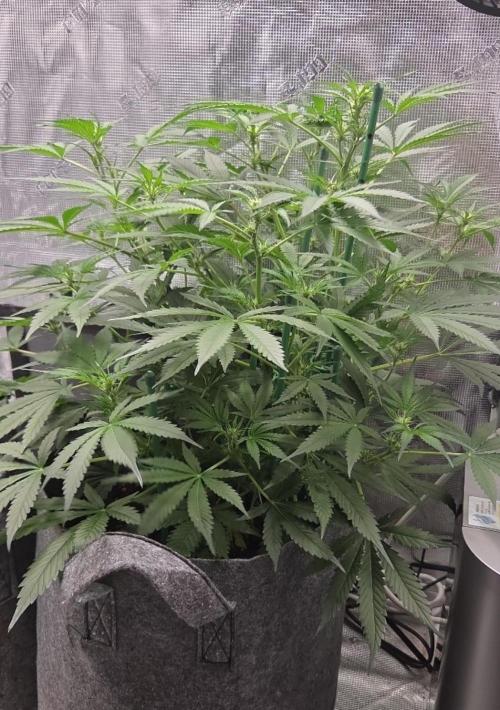 Total organic. Week 6