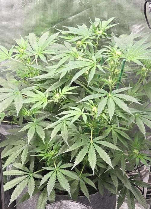 Total organic. Week 6