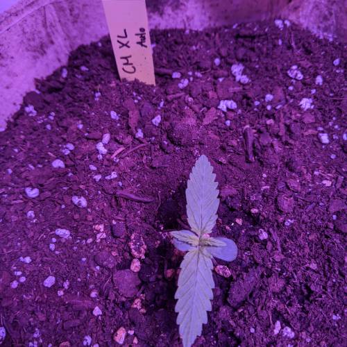 2020 Outdoor Ontario Auto Grow . Week 1 - day 7 