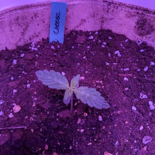 2020 Outdoor Ontario Auto Grow . Week 1 - day 7 