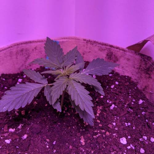 2020 Outdoor Ontario Auto Grow . Week 2 - day 14