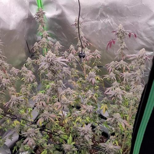 Runtz Clone _ Fam Cut _ Cookies