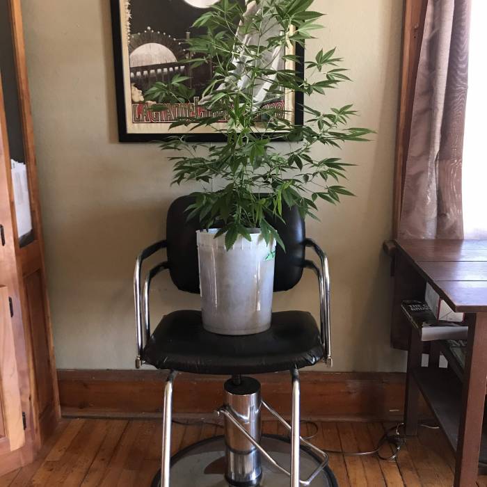 Red Manadarin - Sweet Seeds. Week 12 - April 22, 2020