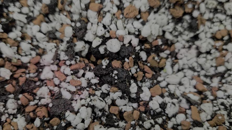 Blüte Report - Mimosa Fast 6x - 00Seeds