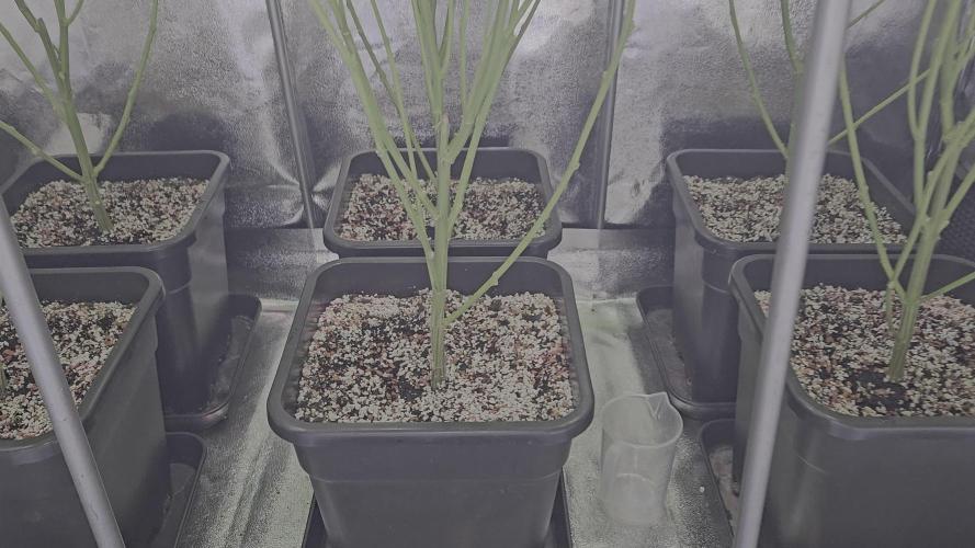 Blüte Report - Mimosa Fast 6x - 00Seeds