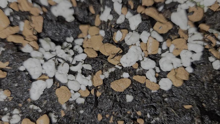 Blüte Report - Mimosa Fast 6x - 00Seeds