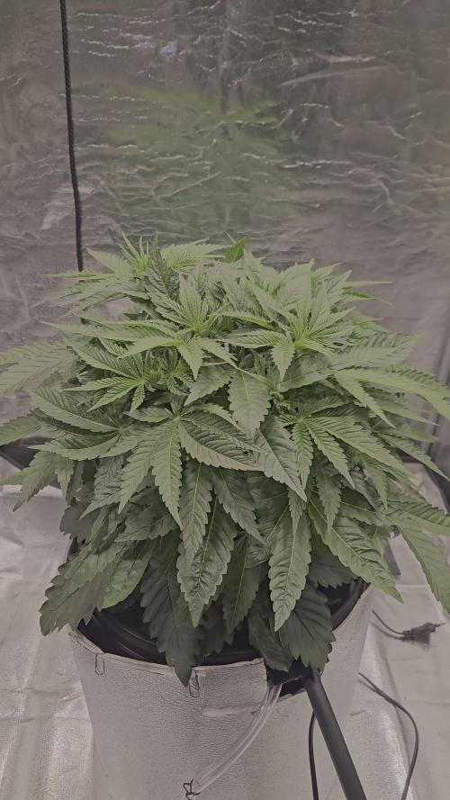 Full Report - Money Maker 1x - DWC