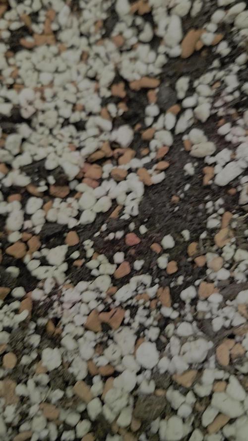 Blüte Report - Mimosa Fast 6x - 00Seeds