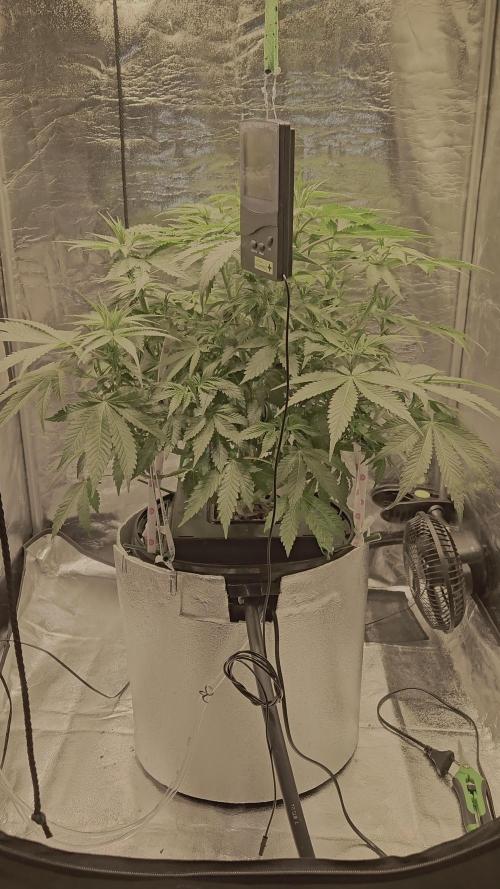 Full Report - Money Maker 1x - DWC