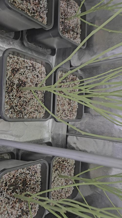 Blüte Report - Mimosa Fast 6x - 00Seeds