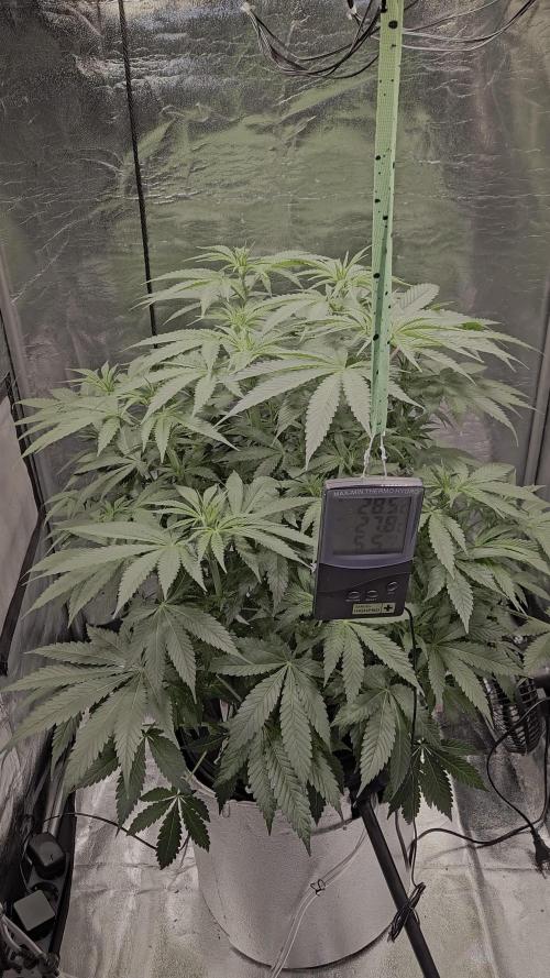 Full Report - Money Maker 1x - DWC