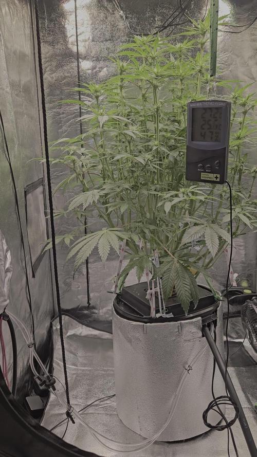 Full Report - Money Maker 1x - DWC