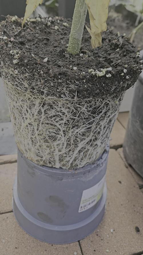 Full Report - Green Poison F1 Fast V. 1x