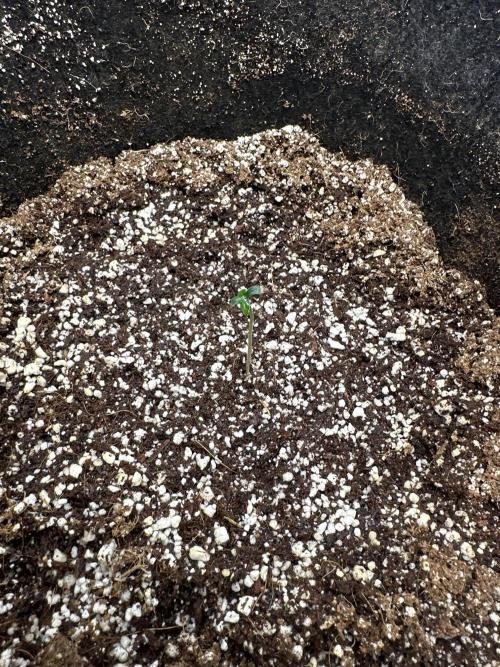 Banana purple punch grow. Week 1