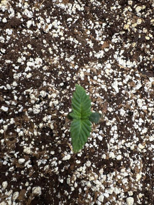 Banana purple punch grow. Week 1