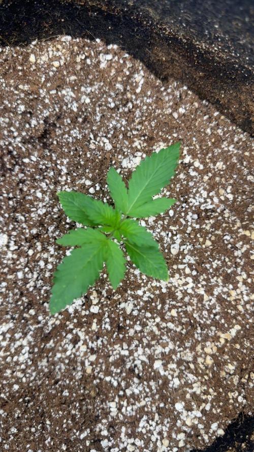 Banana purple punch grow. Week 2