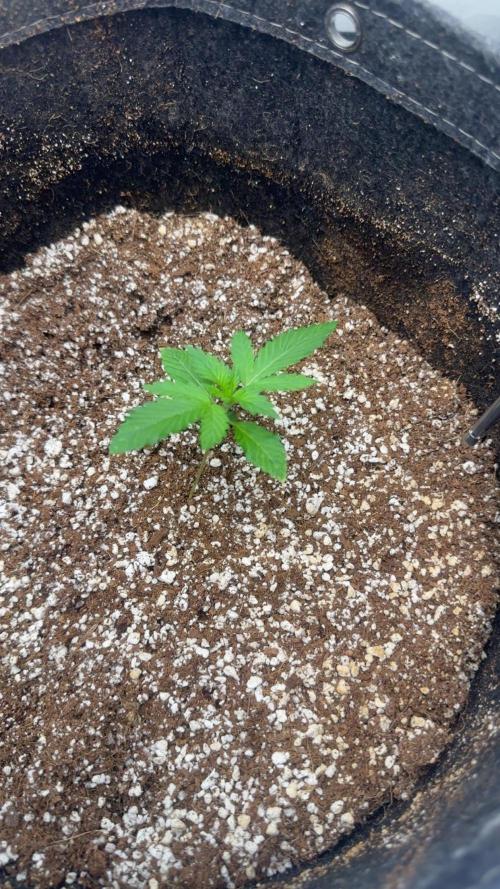 Banana purple punch grow. Week 2