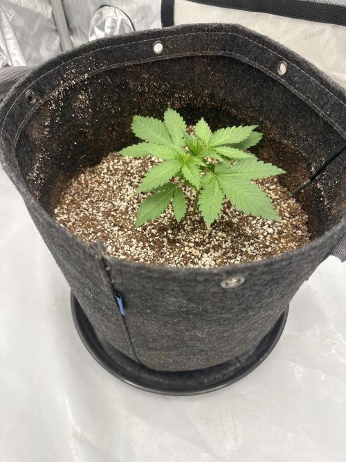 Banana purple punch grow. Week 3