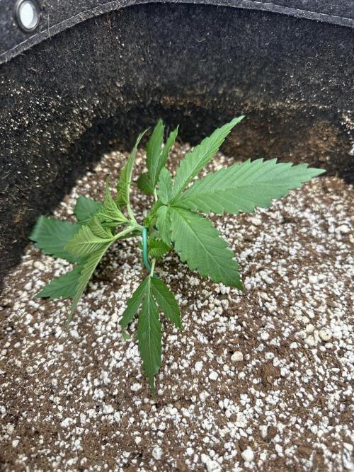 Banana purple punch grow. Week 3