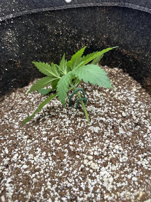 Banana purple punch grow. Week 3