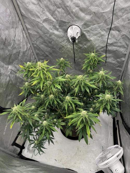 Jehova’s Witness Auto. Week 8