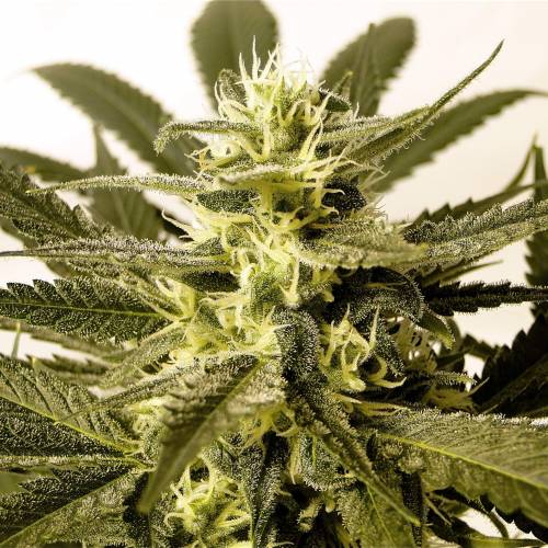 Organic Silver Fox (SSH x KM x GDP). Week 5 - Organic Silver Fox-Pheno #6