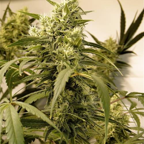 Organic Silver Fox (SSH x KM x GDP). Week 5 - Organic Silver Fox-Pheno #4