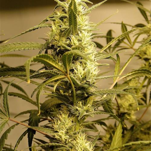 Organic Silver Fox (SSH x KM x GDP). Week 5 - Organic Silver Fox-Pheno #2