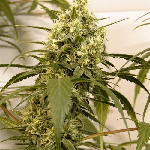 Organic Silver Fox (SSH x KM x GDP). Week 5 - Organic Silver Fox-Pheno #5