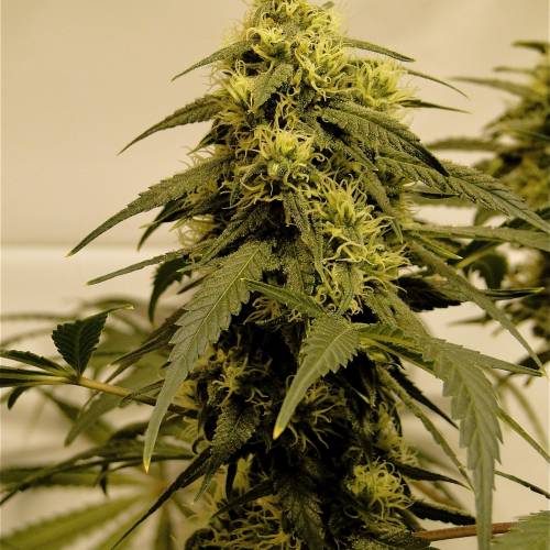 Organic Silver Fox (SSH x KM x GDP). Week 5 - Organic Silver Fox-Pheno #4