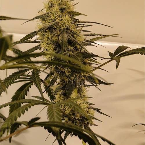 Organic Silver Fox (SSH x KM x GDP). Week 5 - Organic Silver Fox-Pheno #4