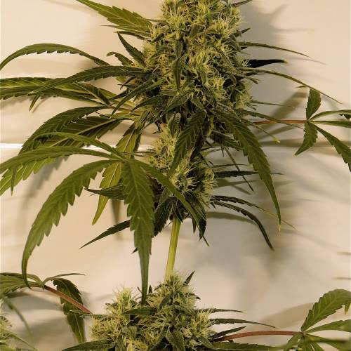 Organic Silver Fox (SSH x KM x GDP). Week 5 - Organic Silver Fox-Pheno #5