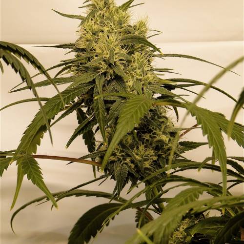 Organic Silver Fox (SSH x KM x GDP). Week 5 - Organic Silver Fox-Pheno #4