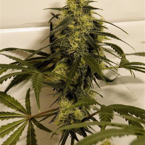 Organic Silver Fox (SSH x KM x GDP). Week 5 - Organic Silver Fox-Pheno #5