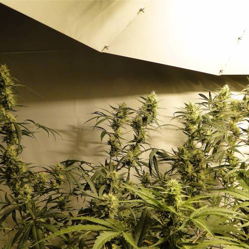 Organic Silver Fox (SSH x KM x GDP). Week 5 - Organic Silver Fox-Pheno #2