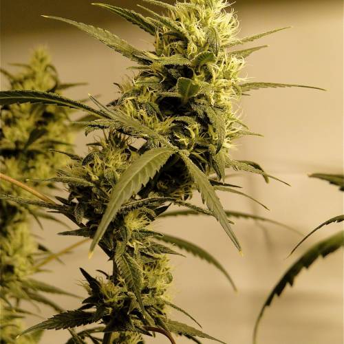 Organic Silver Fox (SSH x KM x GDP). Week 5 - Organic Silver Fox-Pheno #2