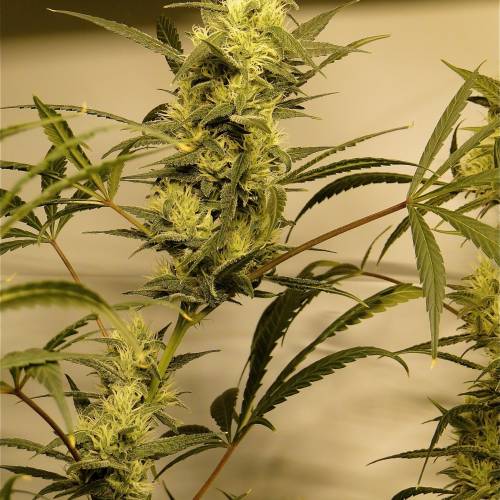 Organic Silver Fox (SSH x KM x GDP). Week 5 - Organic Silver Fox-Pheno #2