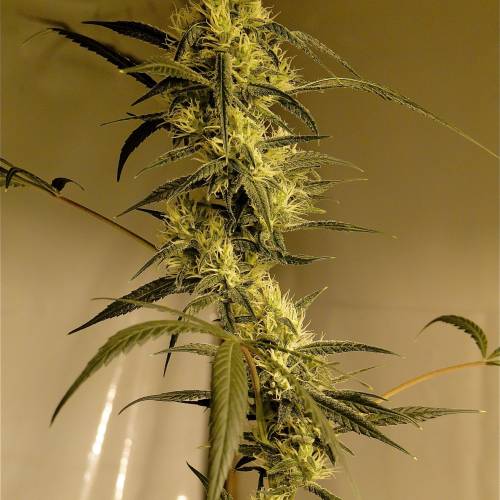 Organic Silver Fox (SSH x KM x GDP). Week 5 - Organic Silver Fox-Pheno #2